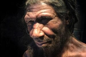 Life appearance reconstruction of a Neanderthal male at the Natural History Museum of London.