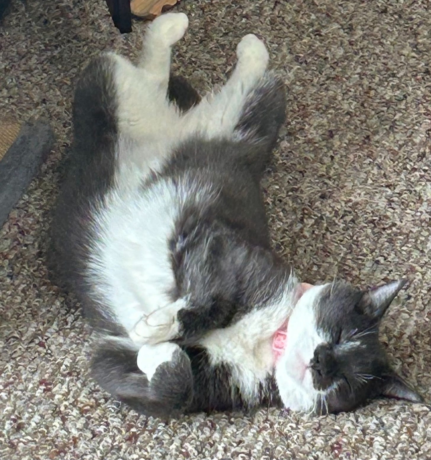 super cute tuxedo cat lying on her back looking perfect