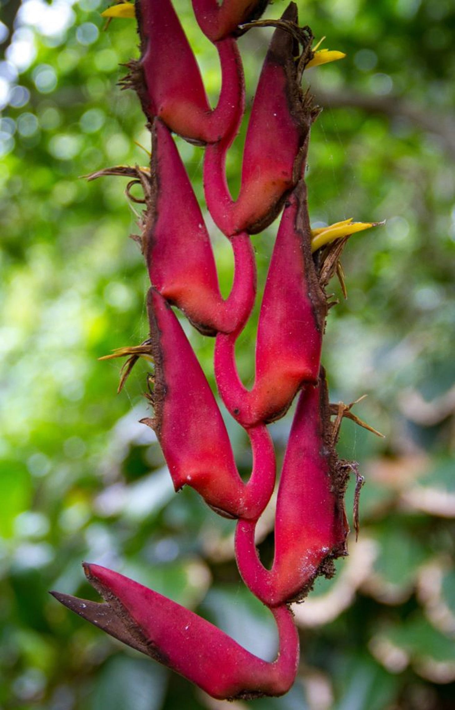 Hawaiian Flower