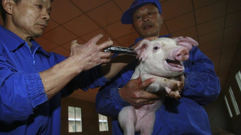 Workers inject vaccine into a piglet on a pig farm in Suining, in southwest China's Sichuan province, Thursday, Feb. 26, 2009. (AP Photo)
