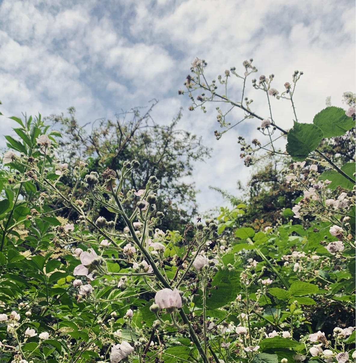 Looking up through towering bushes with light pink flowers toward a cloudy sky