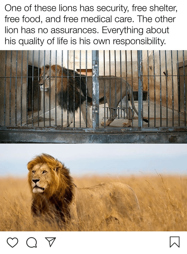 Lions and people are totally the same : r/TheRightCantMeme