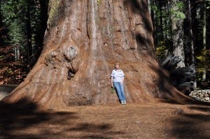 redwoodtree