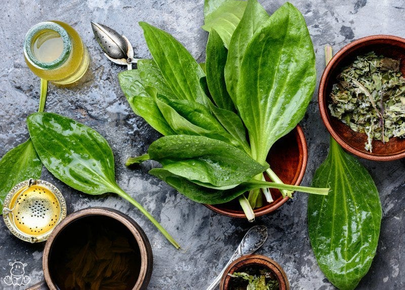 Plantain Herb Benefits, Recipes, Safety & How To Identify