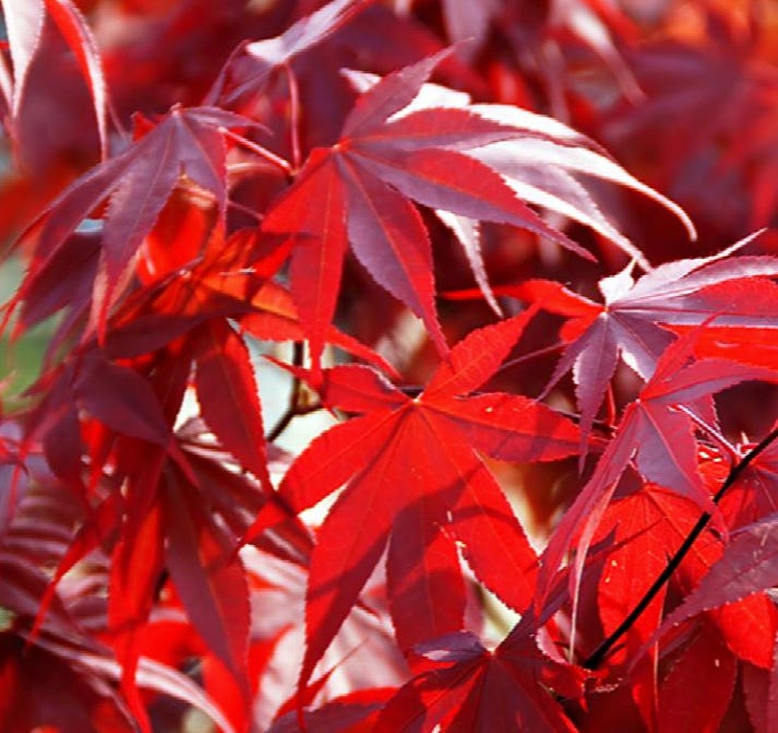 Fireglow Japanese maple