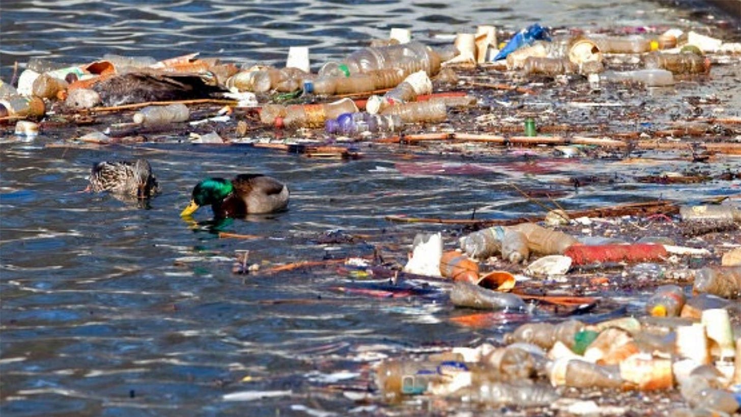Ducks feeding in a mass of floating waste in New York's Buffalo River.