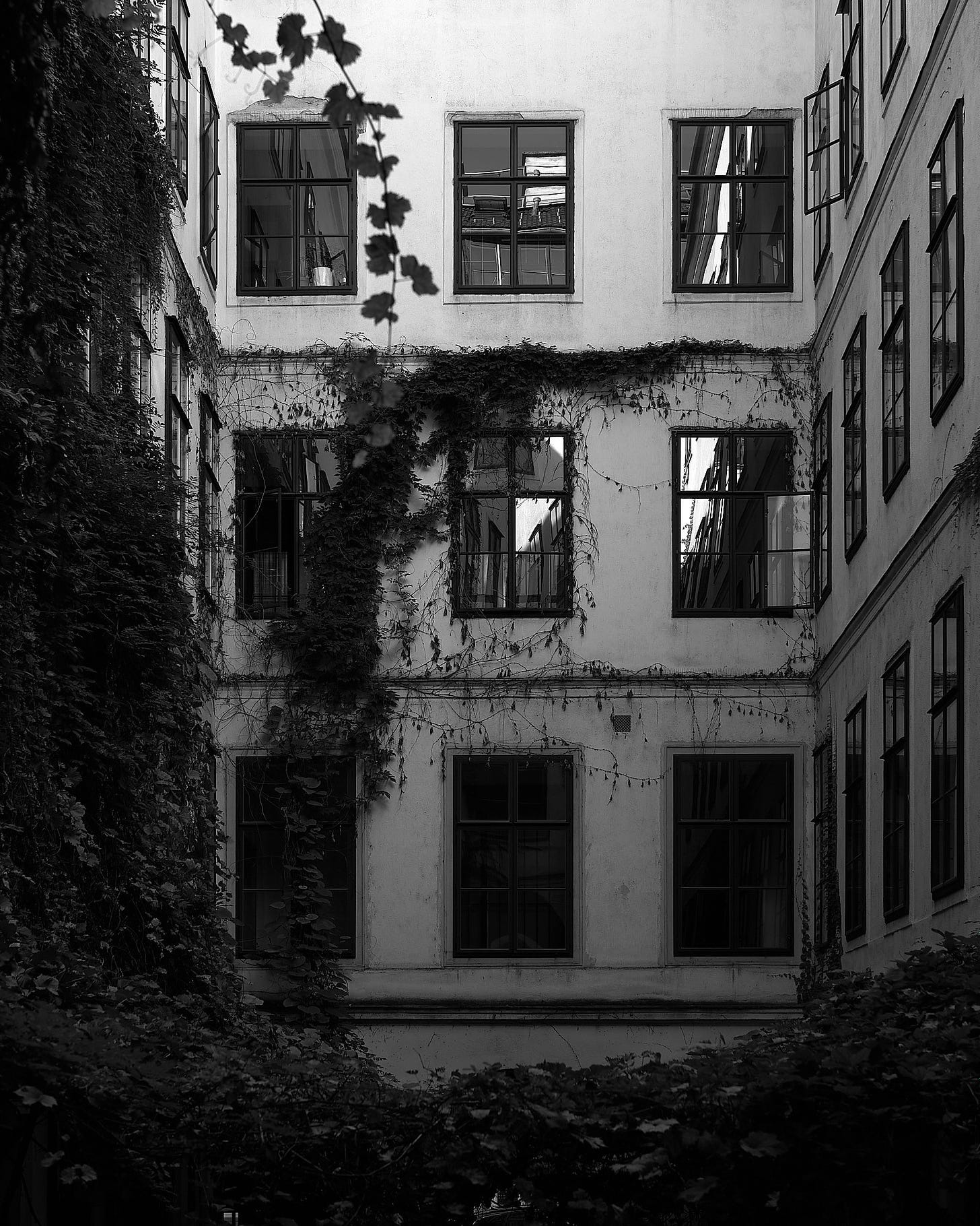 A monochrome photograph of an old building with multiple windows. Vines and foliage grow densely on the exterior, partially covering some windows. The scene is lit in soft, natural light, casting shadows that enhance the texture and character of the building.