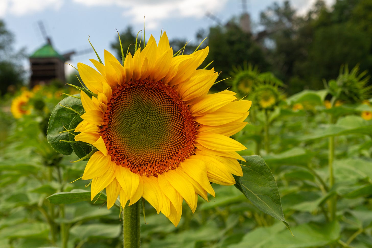 File:2018-07-15 Sunflowers at Museum of Folk Architecture and Ethnography in Pyrohiv, Kyiv, Ukraine 5