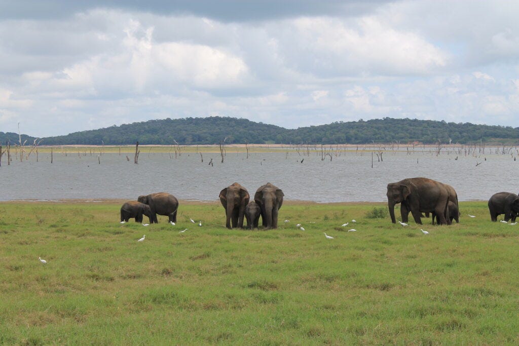 The Most Memorable Sites to See in Sri Lanka by @DanikaDuarte #srilanka #travelinspiration #solotravel #travelplan