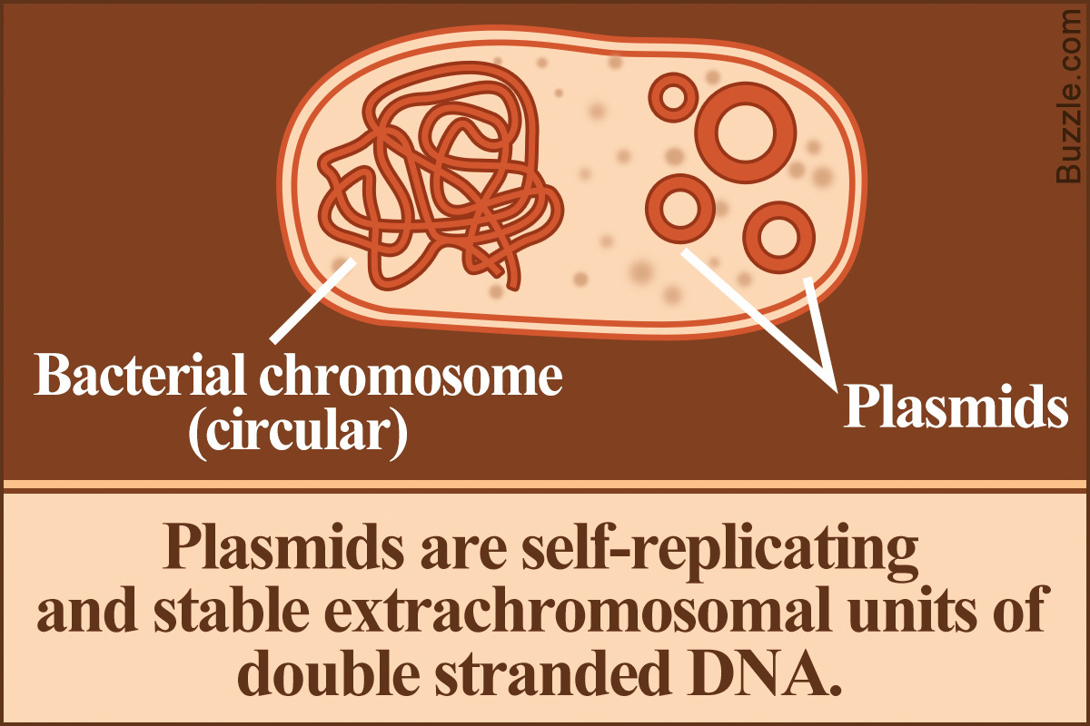 All About the Functions, Types, and Uses of Plasmids ...