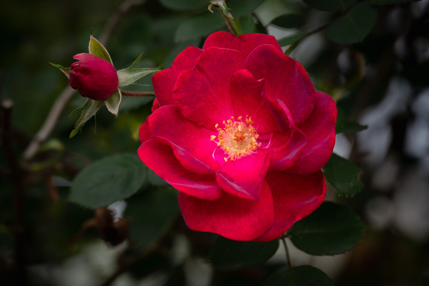 A single red rose fuly open with yellow pistals in the center and an unopened bud among the leaves in the background