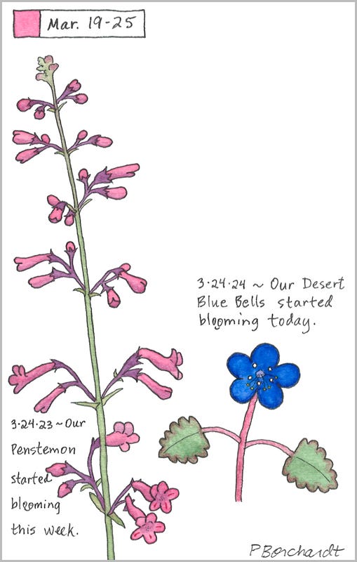 Perpetual Journal, week of Mar. 19-25: Desert Blue Bell in Bloom (2024); Penstemon in Bloom (2023)