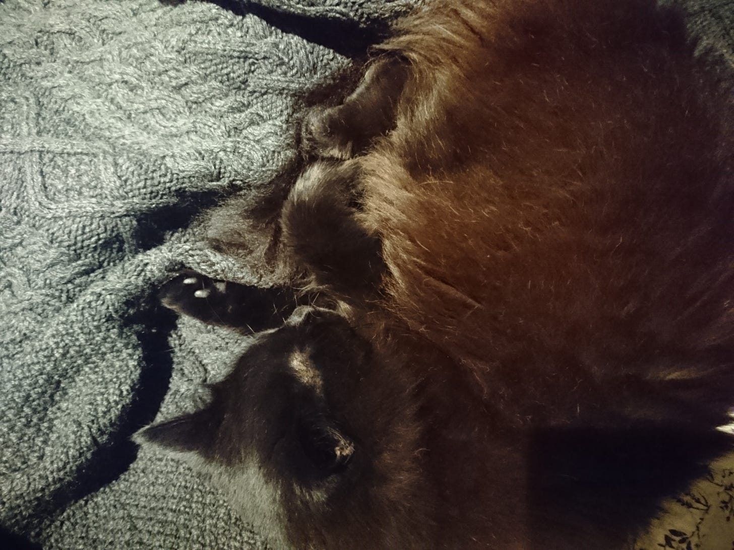 A long haired black cat ctakes up the right half of the frame as she is curled on a charcoal grey aran sweater. The light penetrates her fur turning it a brown hue allowing her curled paws to be seen