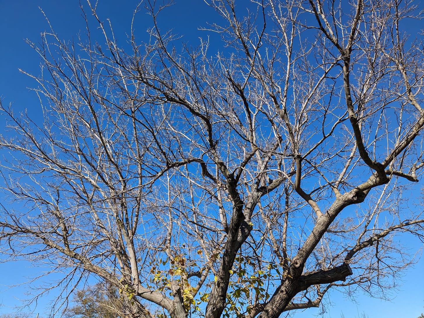 Texas; bare branches cutting up the sky