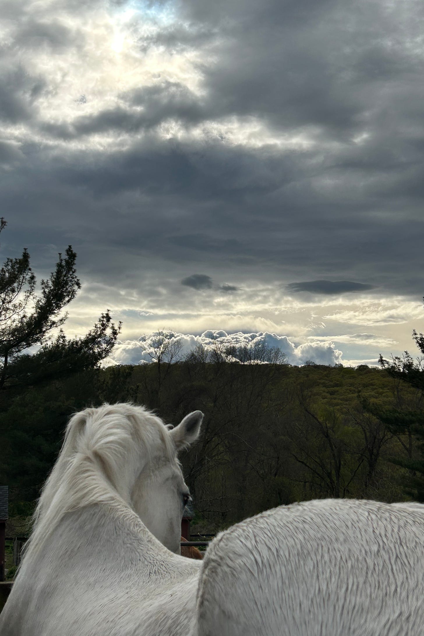 gray horse named Fiona and stormy clouds in the distance