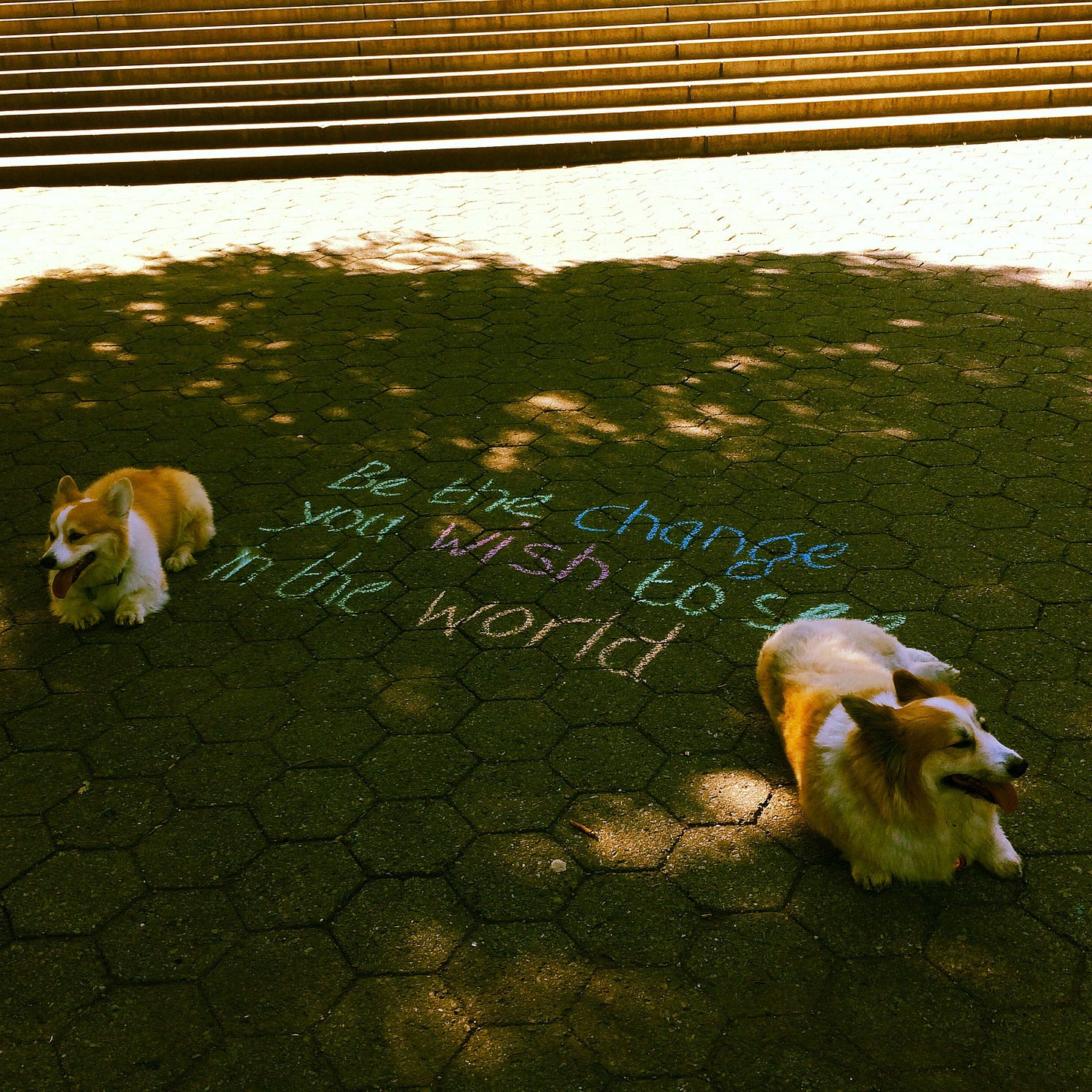 two corgis and the words "be the change you wish to see in the world