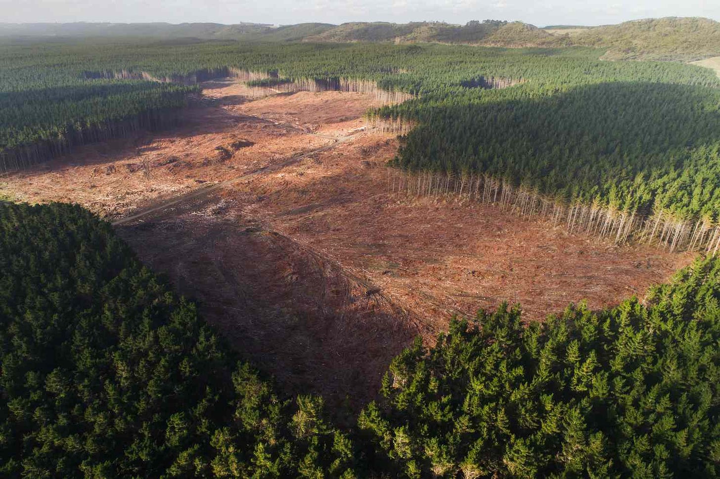 The Debate Over the Clearcutting Method