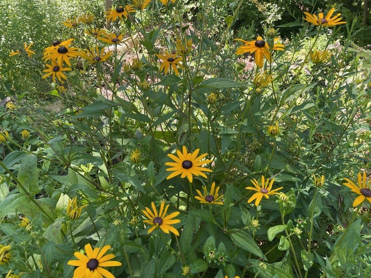 Good ol' black-eyed Susan