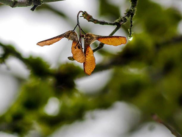 Tree (helicopters) seeds Sycamore seeds in winter sycamore seed stock pictures, royalty-free photos & images