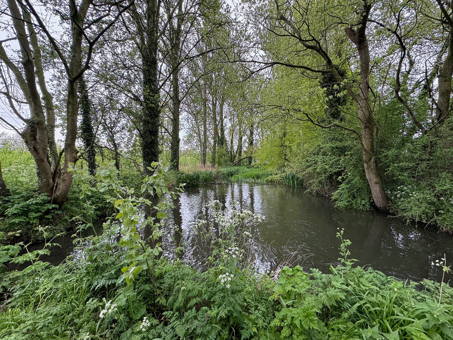 View of River Ivel. The vegetation is lush and green with cow parsley just flowering.