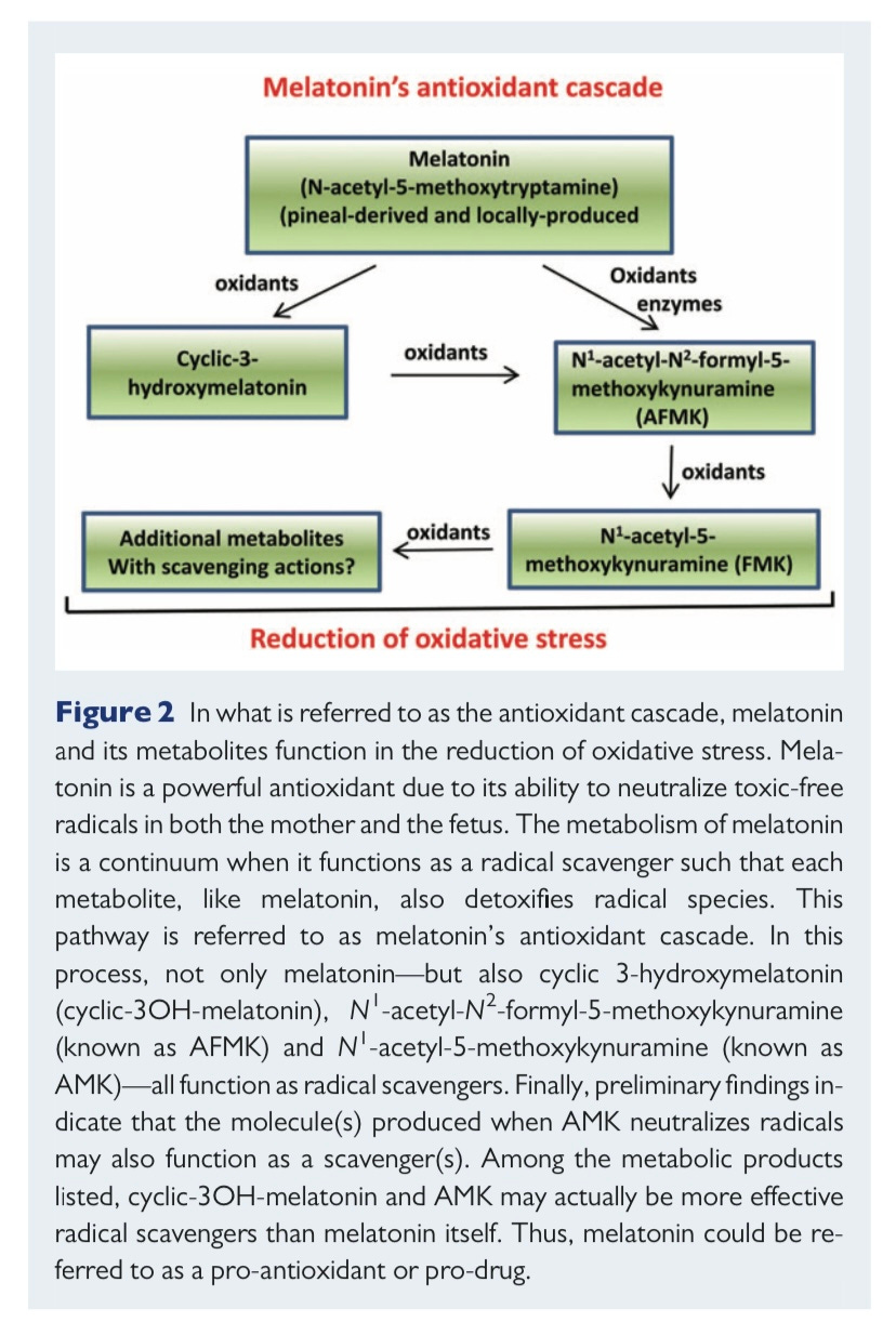 melatonin's antioxidant cascade