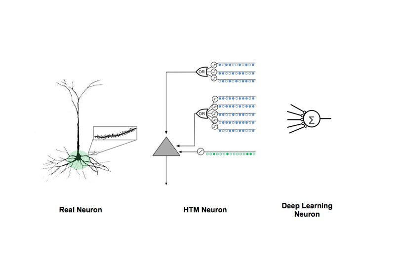 Neuron