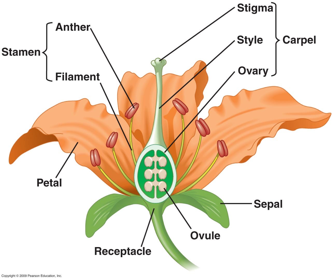 What organ in angiosperms is responsible for the reproductive function of  the plant? | Socratic