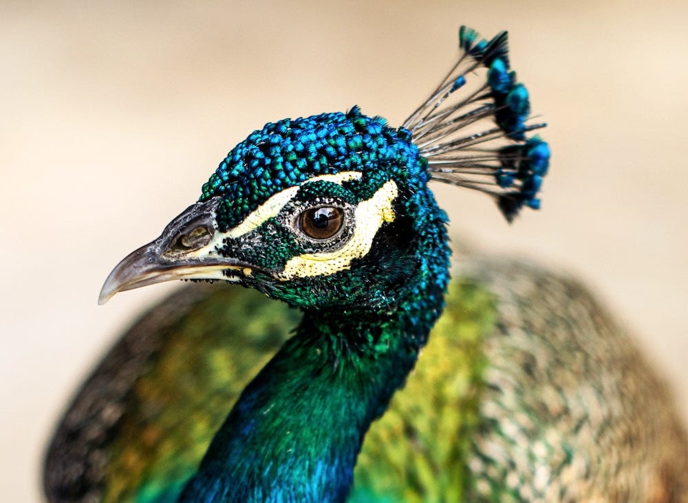 Photo is looking down at a peacock, which stares at you with one evil, unblinking eye