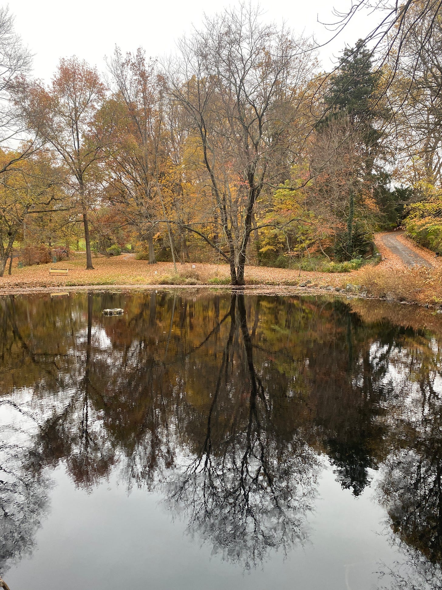 trees with leaves falling reflected in a pond