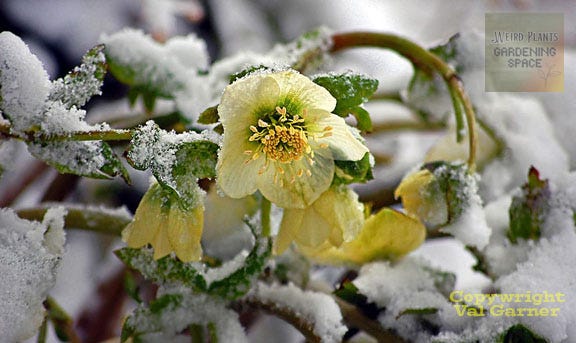 Hellebore flower blooming through the snow