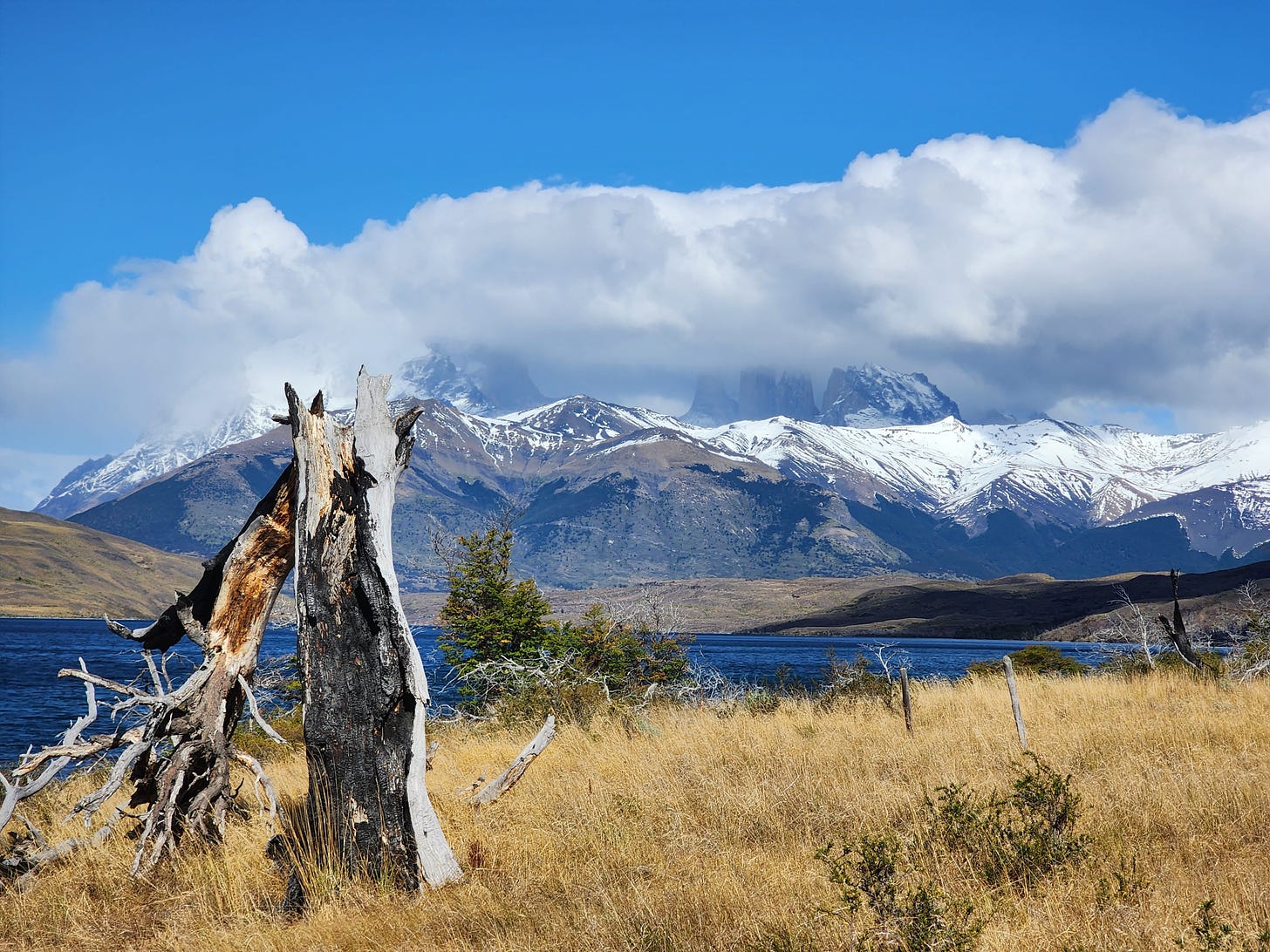 A twisted, burned tree in front of a sweeping mountain vista at Torres del Paine national park.