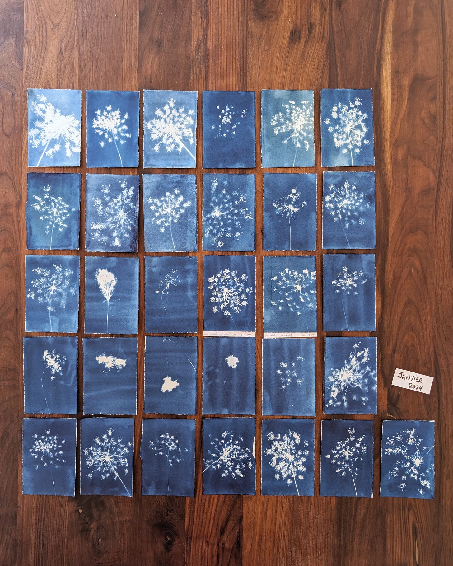 31 flower cyanotypes made in January on a black walnut desk.