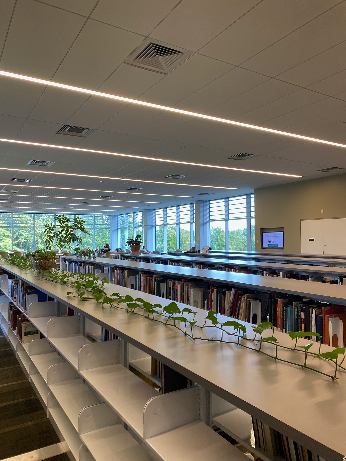 A very long vine along the top of some bookshelves in the GCC library.