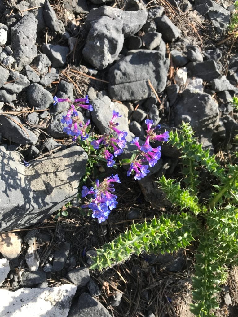 neon purple wildflowers amongst a green prickly plant and grey rocks