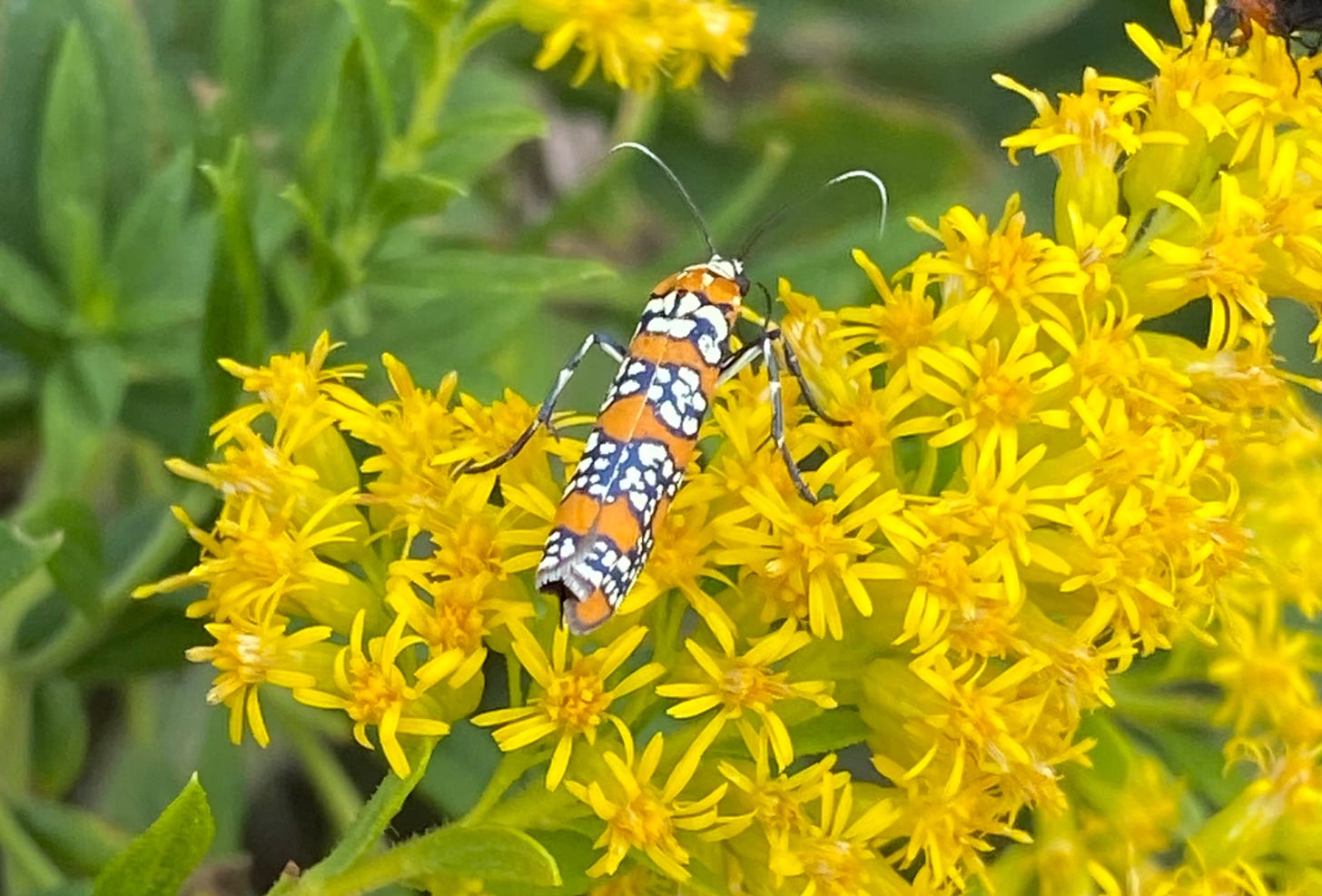 a long, bright orange  bug with four rows of white spots with thick black borders across its body, facing away and centered on a plant with lots of small yellow flowers. it has long antennae.