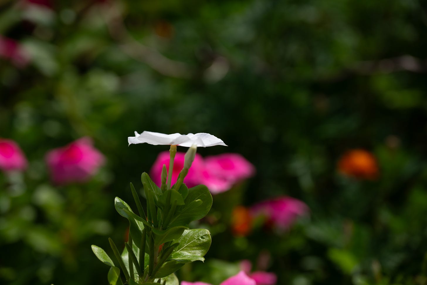 One white vinca flower captured from the side looking more like a white plate; red flowers and greenery blurred in the background