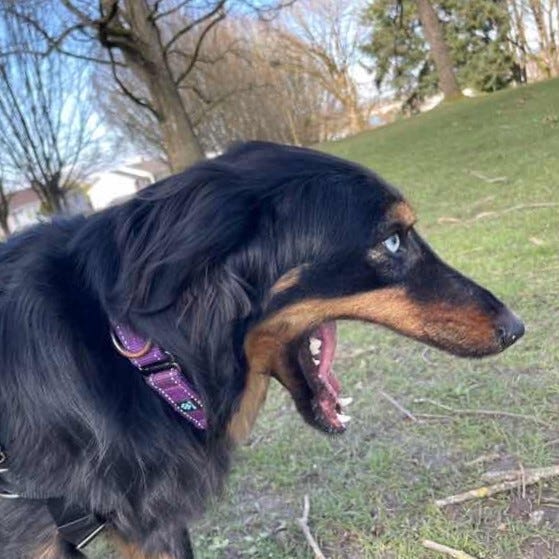Black and brown dog yawning in a sunny park