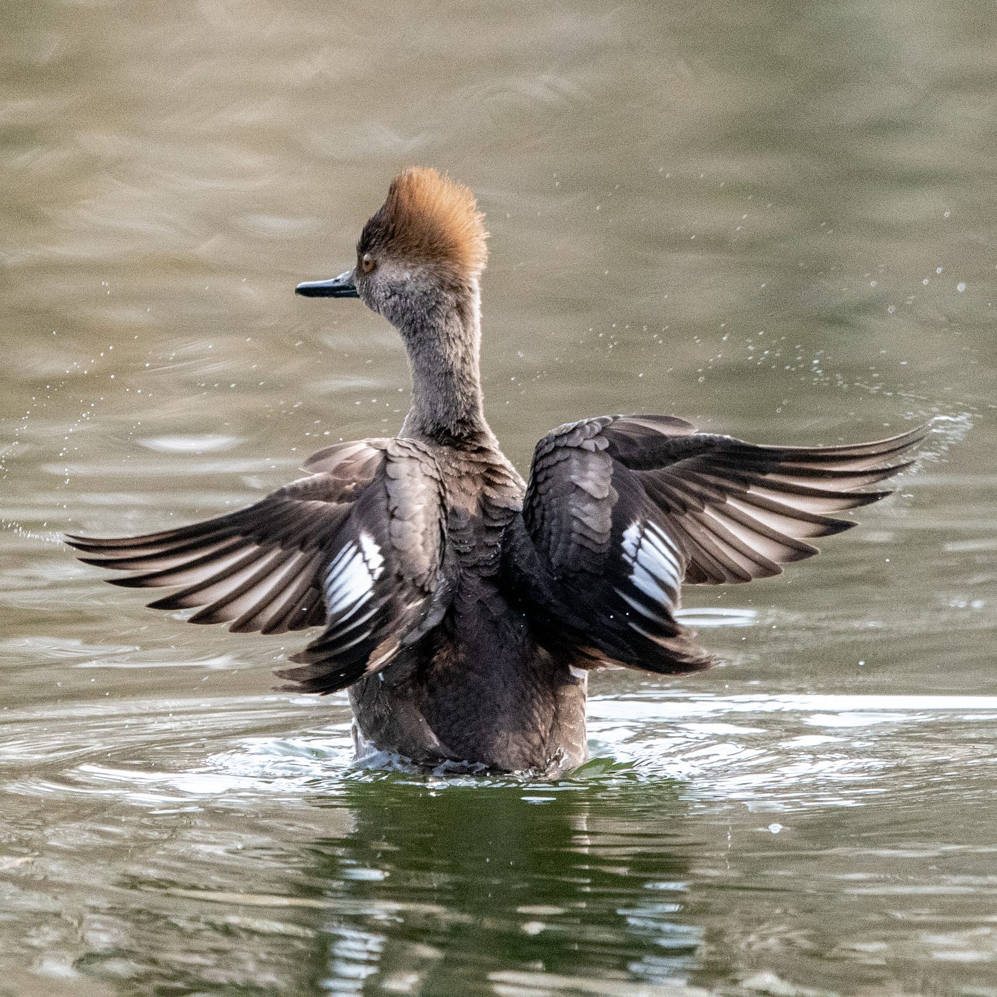 A hooded merganser rises up on its haunches to flap dry its wings