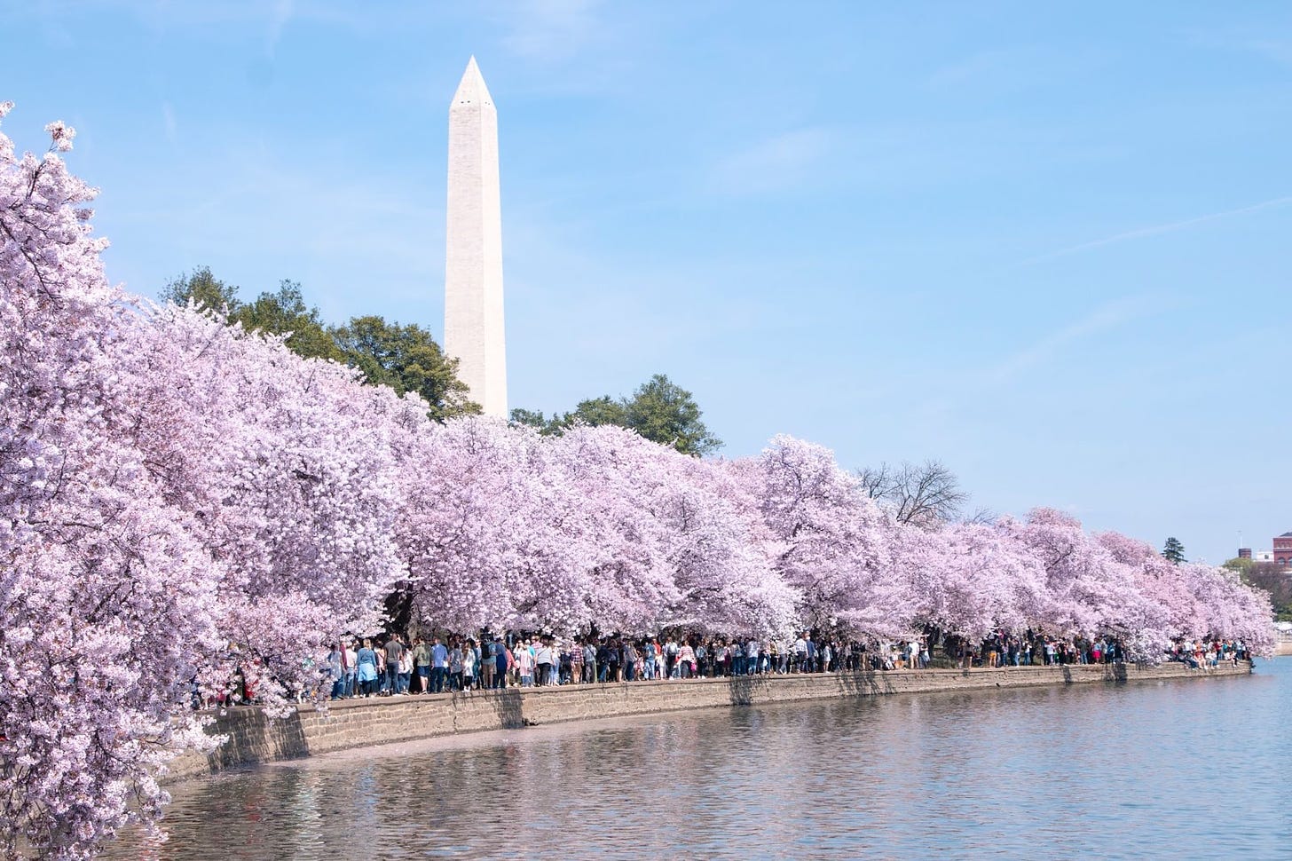 Cherry Blossoms on the Tidal Basin with Washington Monument in the Background