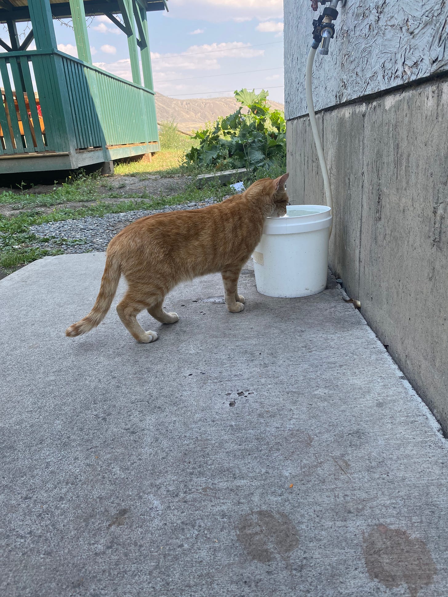 An orange cat drinks from a bucket of water on a small cement patio with farmland in the background.