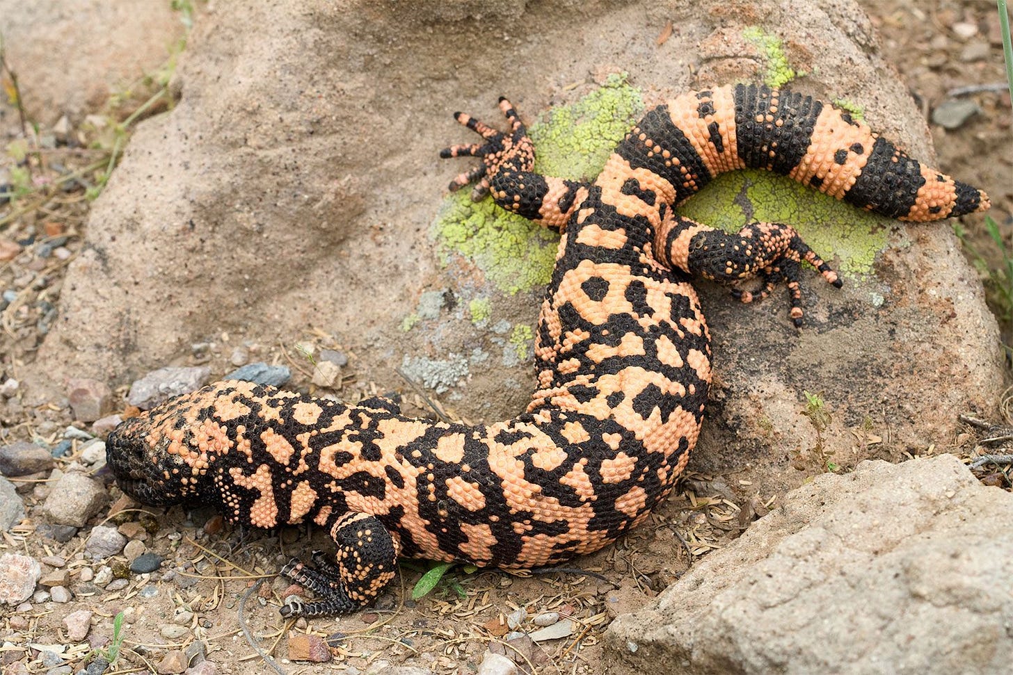 Gila monster | Description, Habitat, & Facts | Britannica