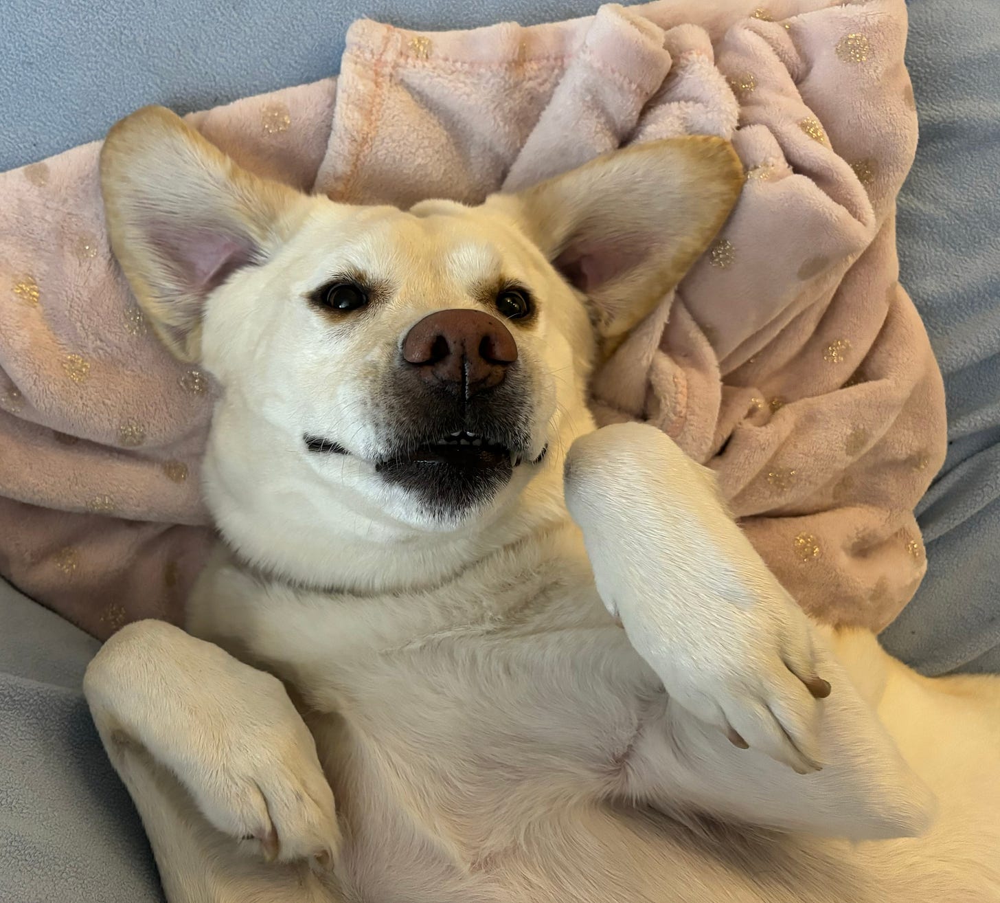 A yellow Labrador retriever waits for belly rubs with her paws in the air and her ears out sideways like a bat. 