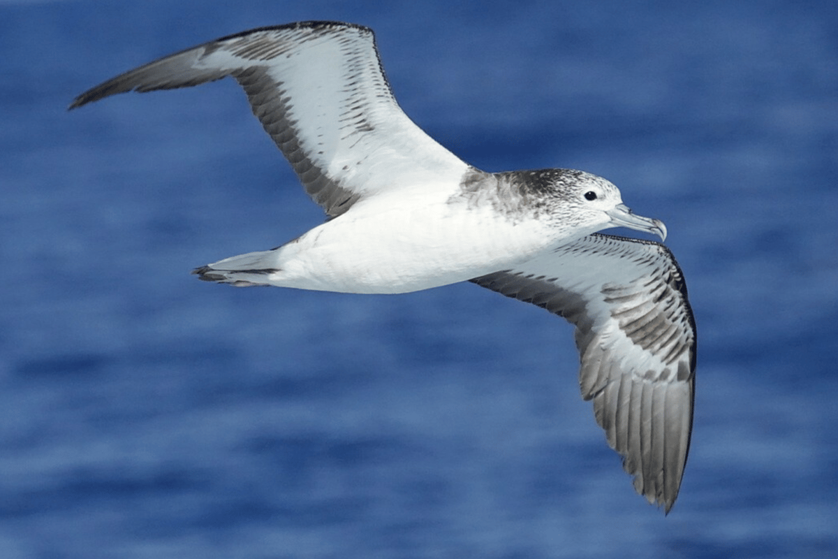 High flyer: Streaked shearwaters generally stick to a maximum height of 100 m (328 ft)