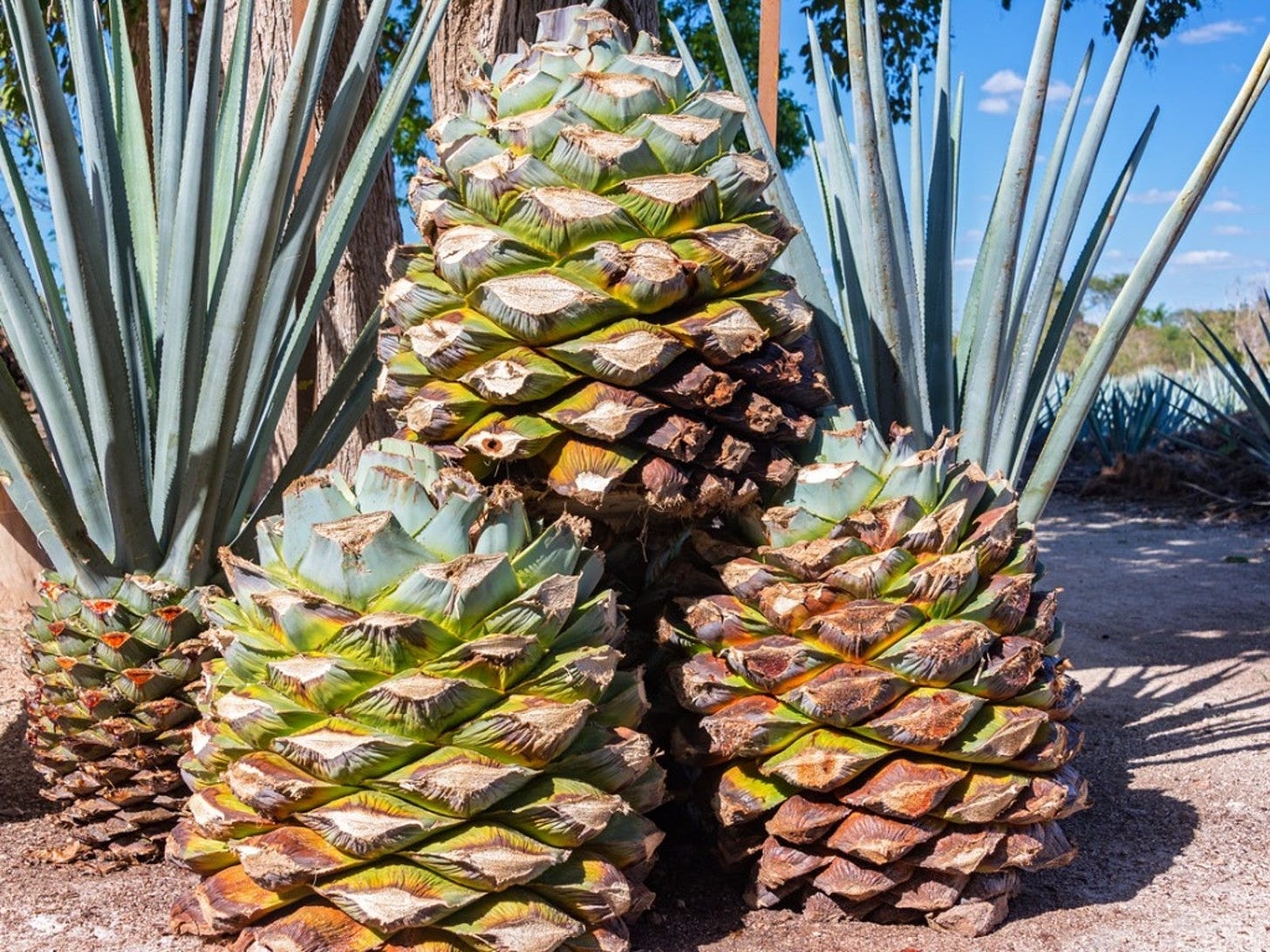 Growing Blue Agave Syrup - How To Grow And Harvest Blue Agave Nectar |  Gardening Know How