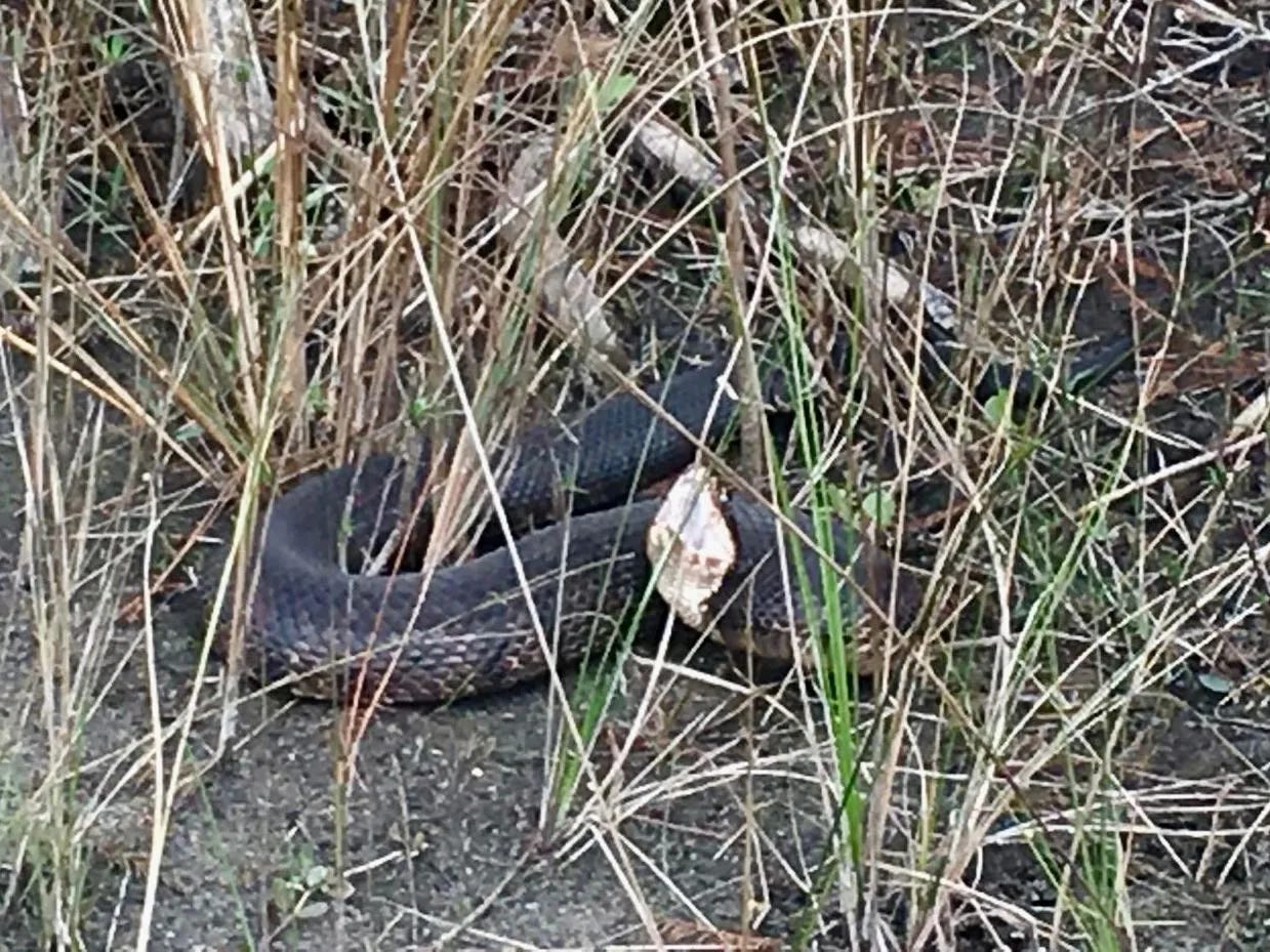 Florida cottonmouth Florida cottonmouth
