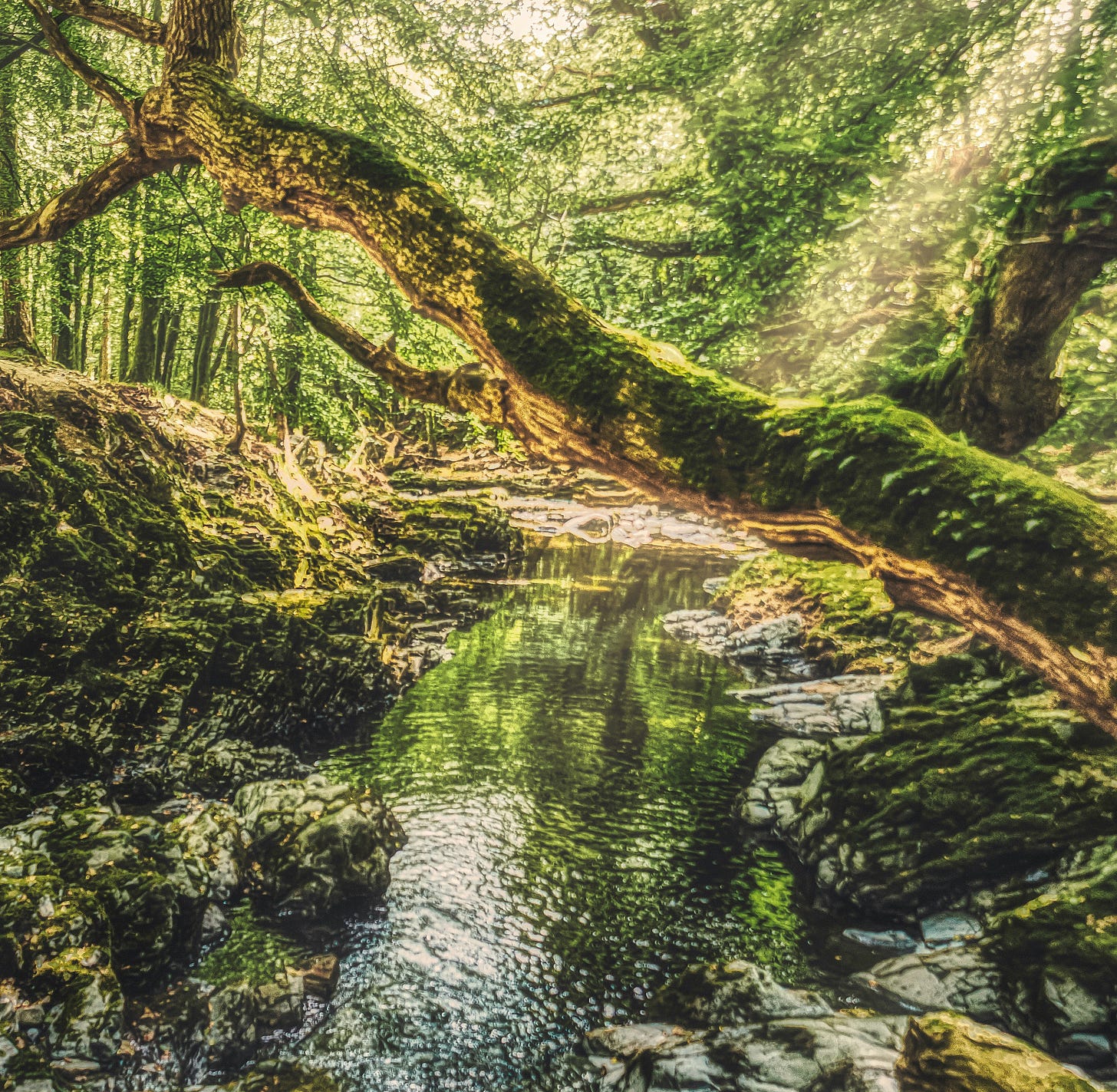 mossy tree limb stretching over a creek