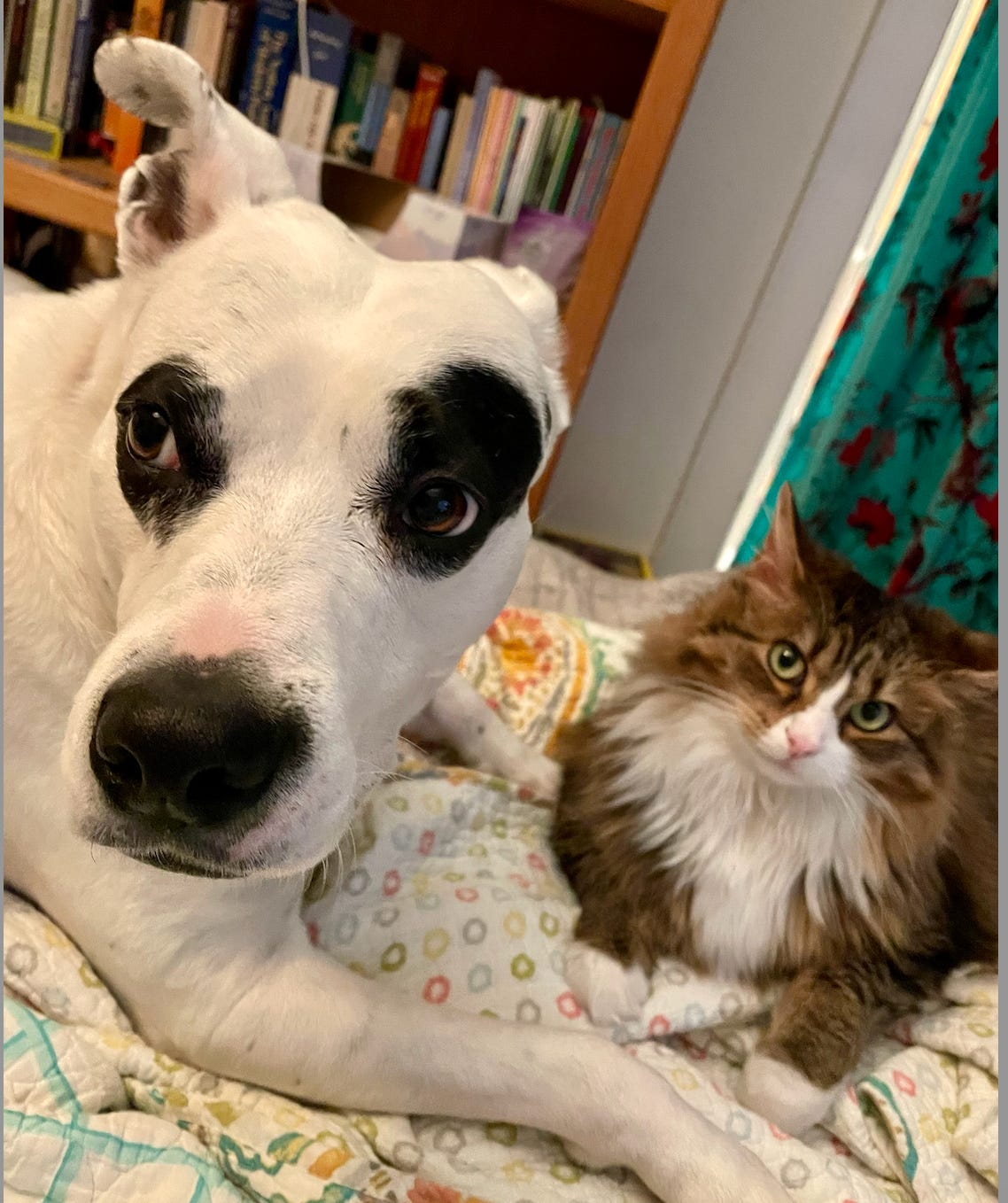white pit bull with black eyes and a floofy brown cat sitting together on bed looking at camera. 