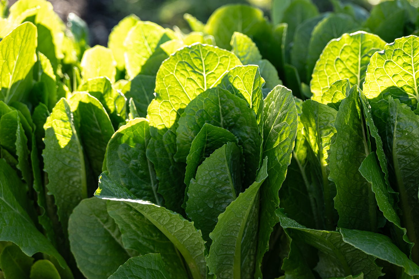 A crop of green romaine lettuce with the sun shining across the back rows and the foreground in the shade