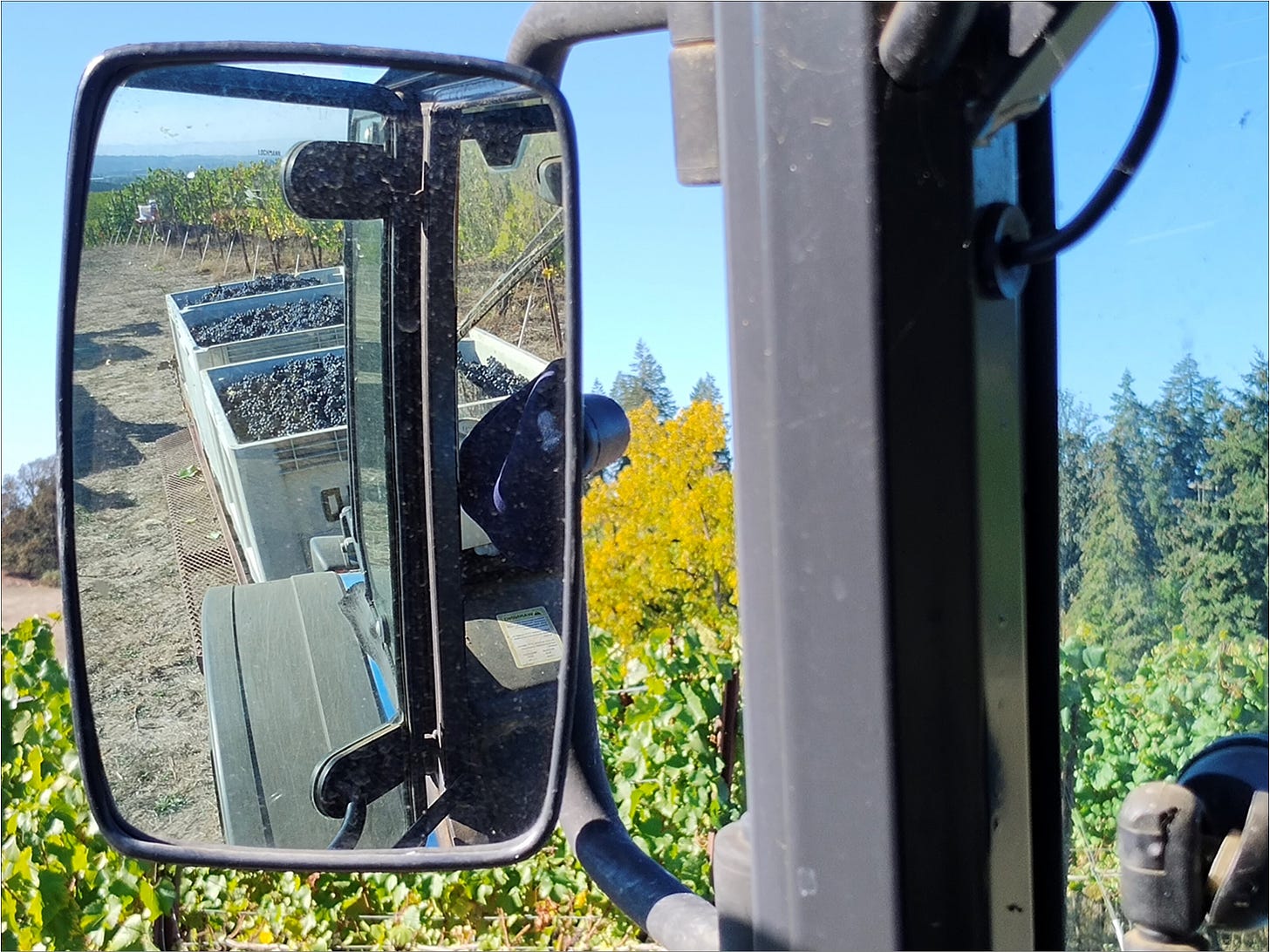 Transporting Vintage 2024 to the winery - A unique view from the tractor seat.