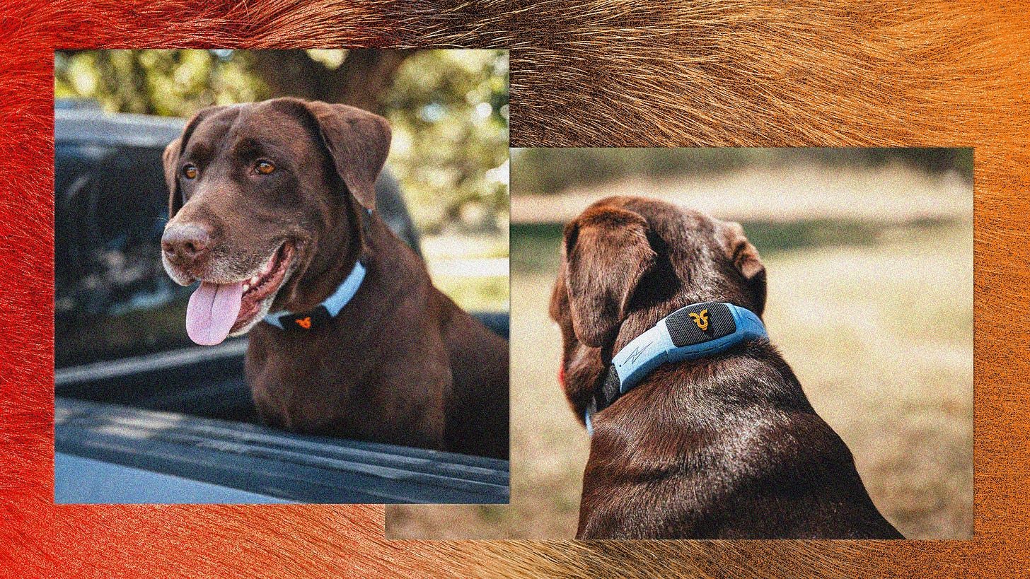 A good good wearing a blue collar with a speaker on it.